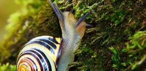 Sneglen og rosenhækken