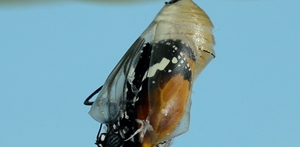 Sommerfuglen i puppen