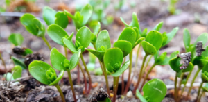 Firestjernet i Barcelona