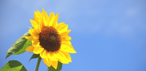 Andagt 11.s.e.trin. (II)