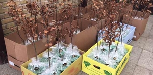 Et egetræ på dagen