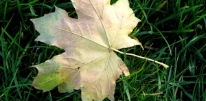 Liv og død - se dig omkring