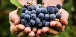 Gudstjeneste om arbejderne i vingården