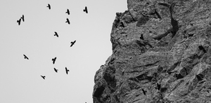 Ikke en spurv til jorden