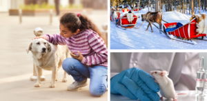 Oversættelser - Skabelse og Ansvar