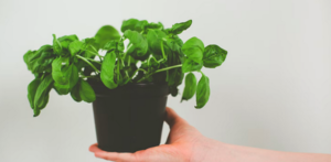 Krydderurter til pizzaaften