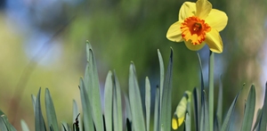 Påskeløb på kirkegården