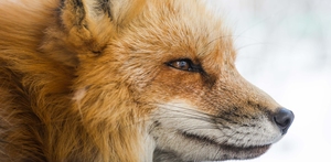 Kun med hjertet kan man se rigtigt